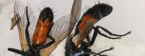 Cylindromyia auriceps